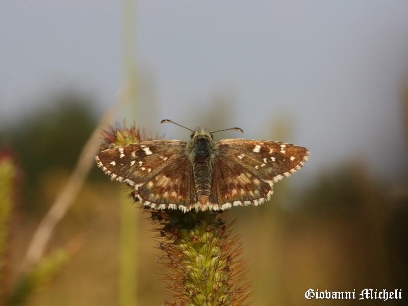 Pyrgus armoricanus